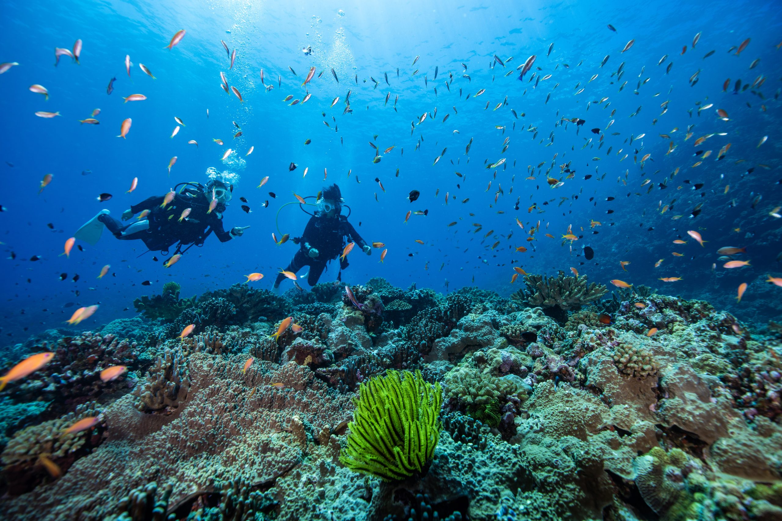 サンゴ礁と熱帯魚の群れの中を泳ぐ
