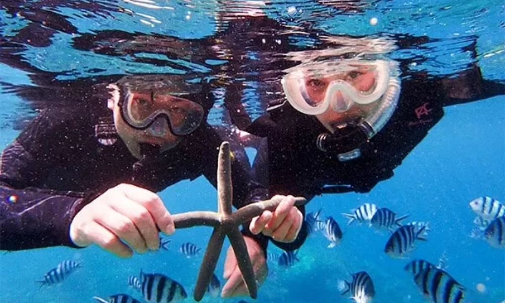 透明な海の中でたくさんのカラフルな熱帯魚たちと触れ合う体験