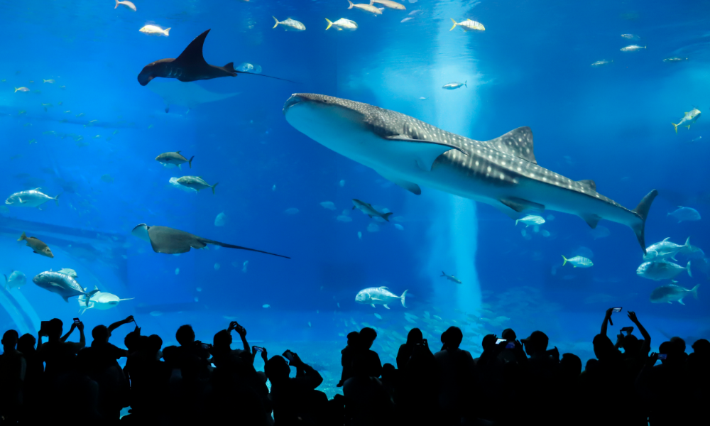 巨大アクリルパネル越しに大迫力で泳ぐジンベエザメとナンヨウマンタ（沖縄美ら海水族館）