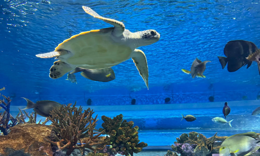 光と最新の映像演出が美しいDMMかりゆし水族館の水槽エリア