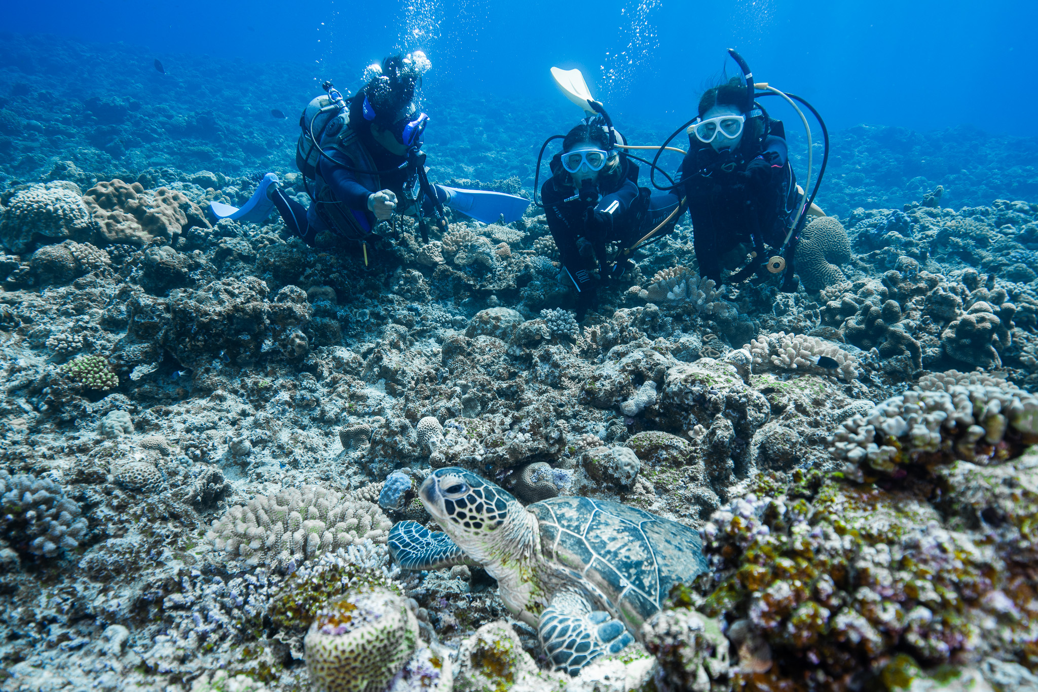 海の生き物をより間近に感じることができる