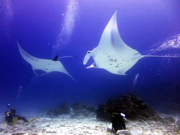 那覇シーマリン