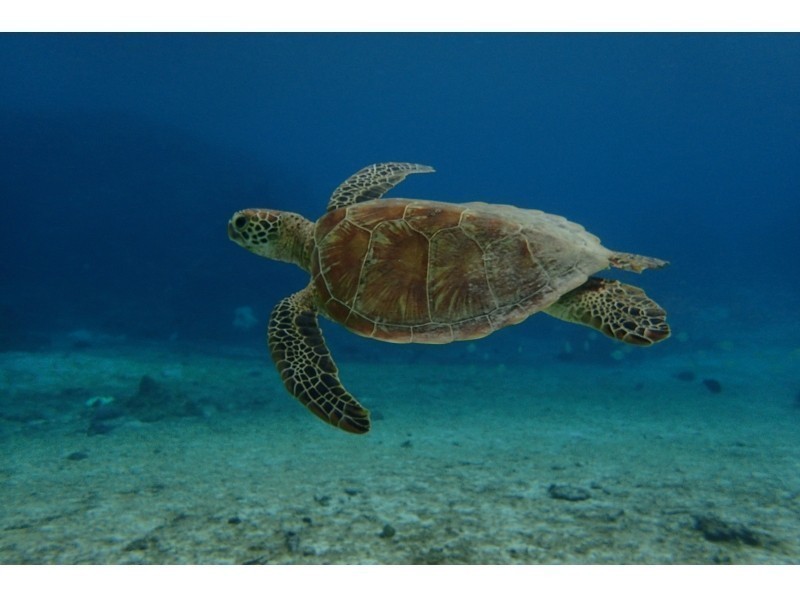 宮古島アクアティックアドベンチャー｜宮古島｜伊良部島｜下地島｜体験ダイビング