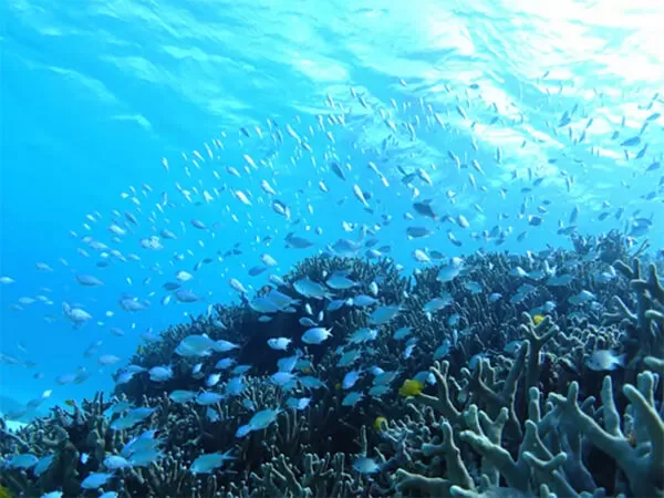 石垣島｜シュノーケリング｜半日