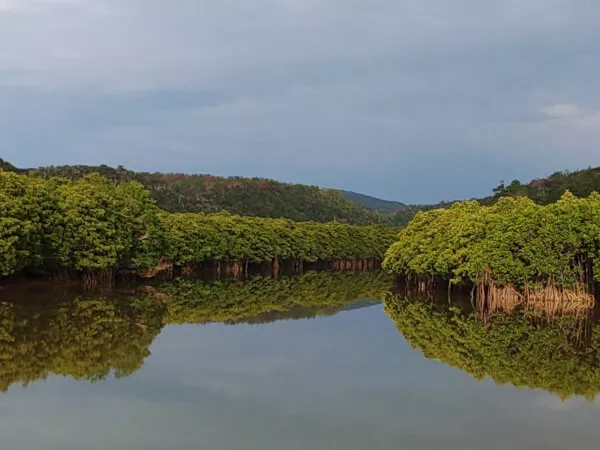 やんばる発 マングローブ・カヤック】本島最大の慶佐次川での