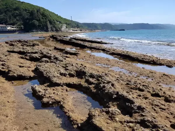 【夏休み企画（特典付）】やんばる海の探検隊！ビーチロックで生きもの探し＆自由研究にもおすすめ　7月26日（日）・8月15日（土）