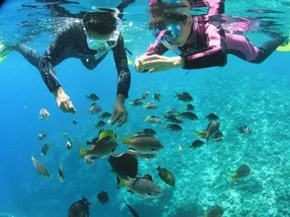 ウミガメ探検隊！