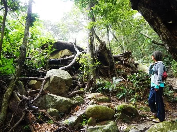 【石垣島｜於茂登（おもと）岳｜1名可】 於茂登（おもと）岳トレッキング★空港＆港＆宿泊ホテルへの送迎付き