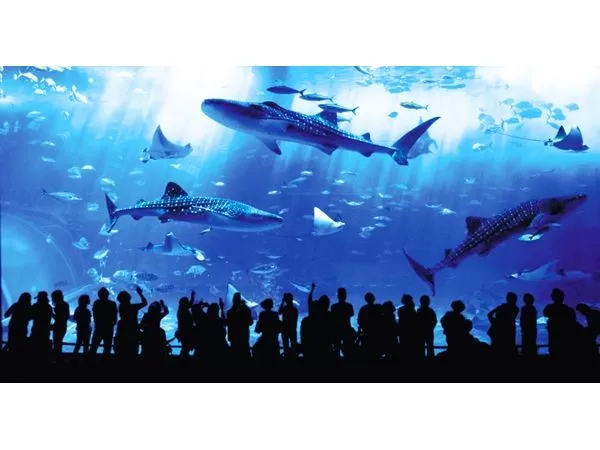 沖縄美ら海水族館行き観光バスツアー 水族館たっぷり4時間滞在！＋ナゴパイナップルパーク【那覇発｜日帰り｜入場料込｜観光ガイド有り】（B）