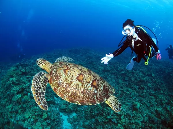 【那覇発｜慶良間チービシ半日｜FUN2ダイブ｜1名可】 『初心者・ブランクダイバー限定FUN２ダイブ』～１日２便！★器材レンタル代込＆那覇送迎付き♪