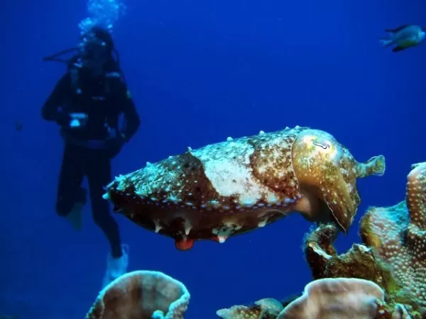 【恩納村｜ボートFUN2ダイブ｜2名～】 真栄田岬・山田エリア FUN2ボートダイブ ～1日5便★那覇～名護＋沖縄市≪送迎付き≫