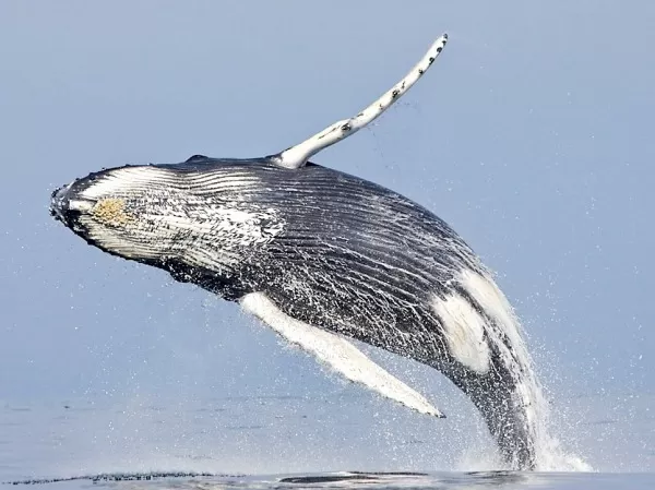 沖縄本島 北谷発ホエールウォッチング【1日2便・約3時間・0歳可・全額返金保証なし・当日電話申込可】★クジラが見れなかったら無料再チャレンジOK！