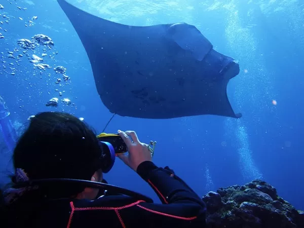 石垣島ボートファンダイビング2本【石垣市内発・1日・1名可・マンタ＆2～3ポイント周遊・ランチ＆送迎無料（石垣市街地～川平地区まで）】