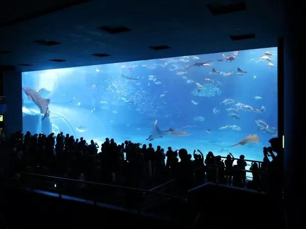沖縄美ら海水族館行き観光バスツアー 万座毛・琉球村などを巡る★【那覇発｜日帰り｜那覇市内ホテルお迎え｜ランチ付き｜入場料別｜観光ガイド有り】（旧C）