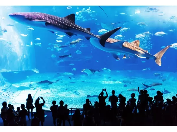 『沖縄美ら海水族館＆北部周遊』観光バスツアー＜万座毛⇒古宇利島⇒水族館⇒アメリカンビレッジ＞【那覇・北谷（ちゃたん）発・日帰り可・約10時間・1名可・入場料別途・観光ガイド無し・Wifiフリー】