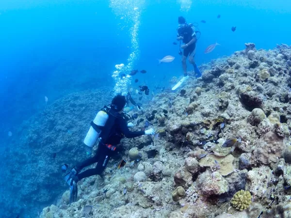 沖縄ダイビング3｜ダイブ・サプライ・スモールフィッシュ