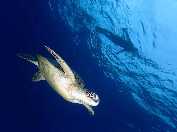 慶良間チービシボートシュノーケリング【那覇発・半日・1日2便・2名～・那覇市内ホテル無料送迎・当日電話申込可】