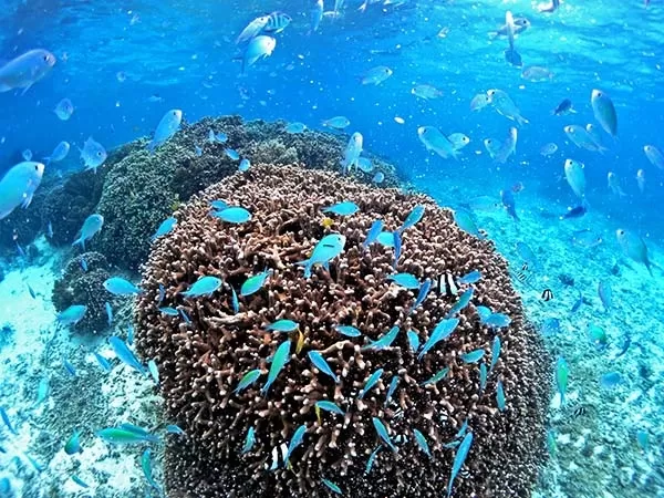 慶良間チービシボート体験ダイビング1本＆シュノーケル【那覇発・ボート約20分・午前午後2便・14歳以上・1名可・撮影データ＆那覇市内送迎付】