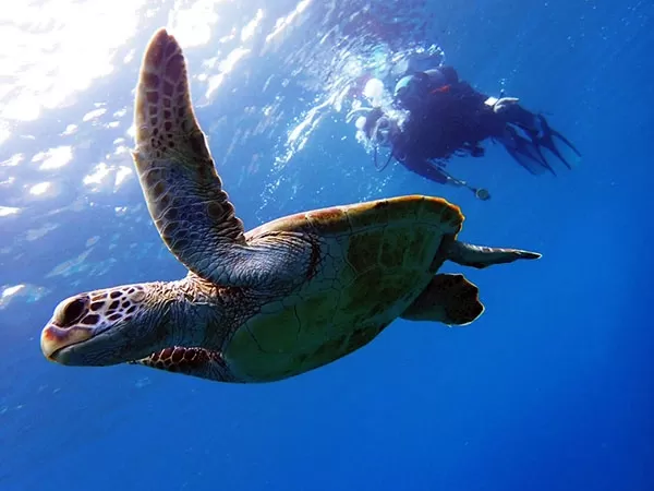 慶良間ボート体験ダイビング2本＋シュノーケリング in ミシュラン二ツ星エリア ★ケラマに恋したガイドがケラマの海に恋をさせるツアー★ケラマ一筋20年・経験本数10,000本以上のオーナーガイド★写真＆送迎＆船上あったかランチ無料★【那覇発・終日・1名可】