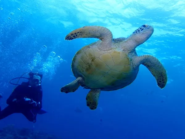 慶良間チービシボートファンダイビング2本★AM11：30まで着便で那覇空港迎え可【那覇発・半日 午後便・1名可・那覇市内ホテル無料送迎・当日電話申込可・PADIファイブスター店】