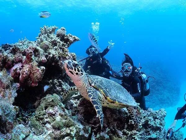 慶良間チービシボート体験ダイビング2本＋シュノーケリング【那覇発・午後発・半日・空港お迎え（ＡＭ11：30到着便迄で参加可）・1名可・那覇市内ホテル無料送り】