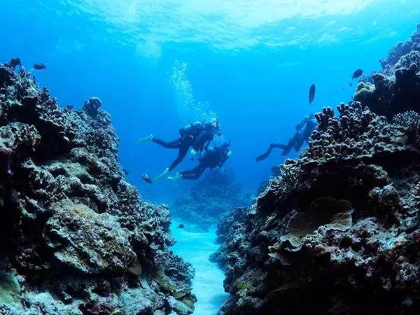 慶良間チービシボート体験ダイビング1本＋シュノーケリング【那覇発・午後発・半日・空港お迎え（ＡＭ11：30到着便迄で参加可）・1名可・那覇市内ホテル無料送り】