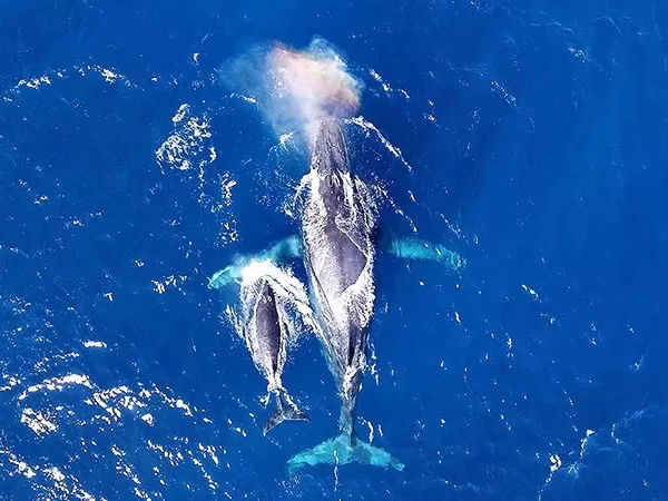 沖縄本島北部「本部港発」ホエールウォッチングツアー【美ら海水族館から車で約15分・午前午後2便・0歳可・写真プレゼント・全額返金保証付】
