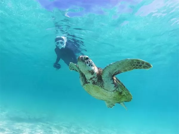 宮古島シギラビーチ『ウミガメ観察』ビーチシュノーケリング【約2時間・1日2便・1名可・小学生以上（小学生は親権者要同伴）・宮古島市街地送迎可】