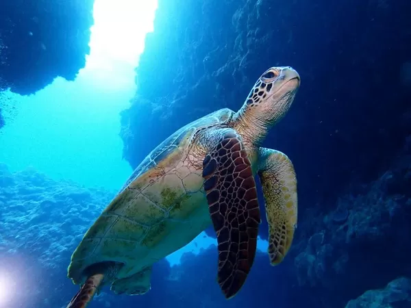 慶良間ボートファンダイビング3本★器材フルレンタル無料【那覇発・終日・1名可・3ポイント回遊・那覇市内ホテル無料送迎・PADIファイブスター店】★2019年3月末迄開催