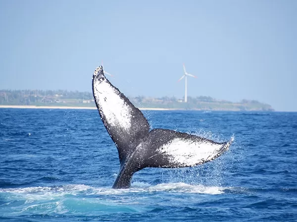 沖縄ホエールウォッチング★美ら海水族館から車で約10分【沖縄本島北部・本部港発・約3時間・0歳可・1名可・撮影データプレゼント・酔い止め薬付き】全額返金保証付き