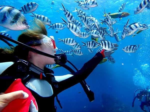 慶良間チービシ ボート体験ダイビング1本+シュノーケル★無人島上陸・半日ツアー★4月～12月開催【那覇発・10歳以上・1名可・ドリンク＆お魚餌付＆撮影写真付（データ：Facebook共有）★한국어 OK!】(A)