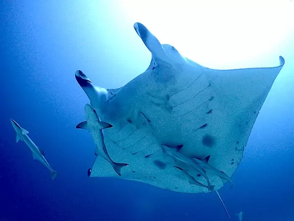 石垣島ボートファンダイビング3本★2泊3日宿泊付（ツイン・洋室指定）【石垣島前泊・マリンロッジ マレア石垣島・10歳以上・1名可・温かいランチ付・器材別途・店舗⇔バスターミナル・港離島ターミナル無料送迎】