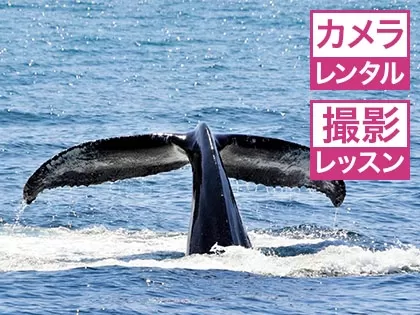 那覇発 慶良間ホエールウォッチング★OLYMPUSカメラ<1人1台>無料レンタル★SDカード＆撮影レッスン付【空港近く出港・約3時間・10歳以上・1名可・全額返金保証付】
