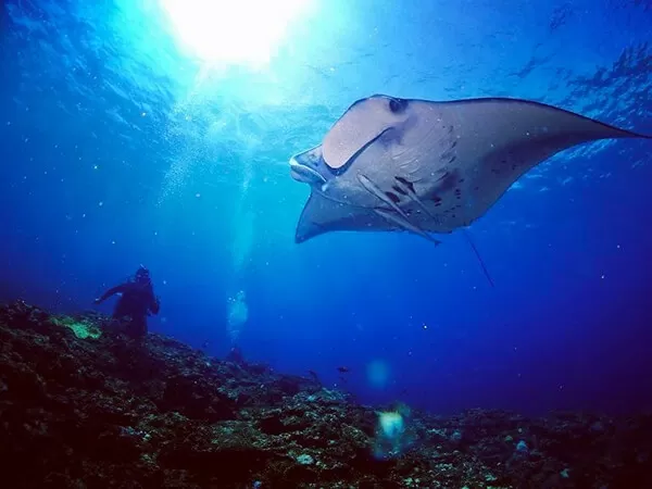 石垣島 幻の島（浜島）＆体験ダイビング1本＋マンタ or ウミガメシュノーケリング【市街地送迎無料・1日・1名可・水中写真（ダウンロード形式）＆ランチ付き】
