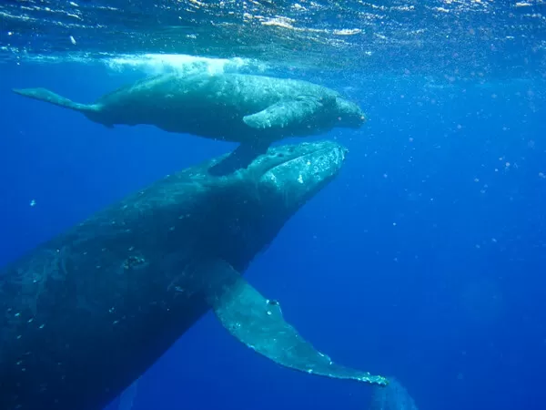 那覇発★『高速水中観光船』ホエールウォッチング【沖縄本島南部・那覇発・約3時間半・0歳以上・1名可・当日電話申込可】