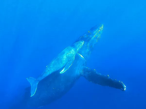 沖縄ホエールスイム1|ディーズパルス沖縄