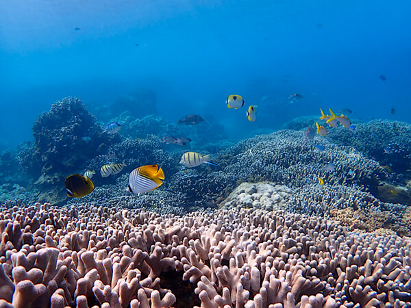 宮古島｜カヤッファビーチ｜中の島海岸｜体験ダイビング