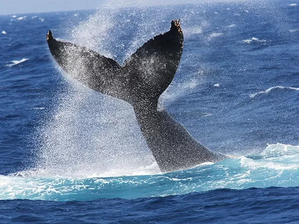 沖縄本島北部｜ホエールウォッチング｜瀬底ビーチマリンクラブ