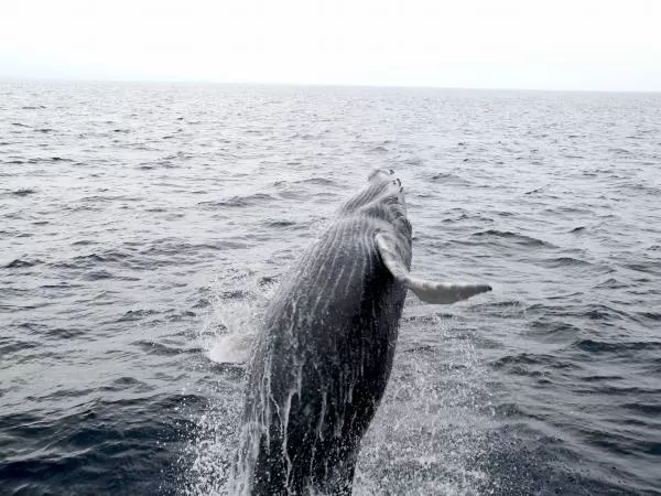 ホエールウォッチング