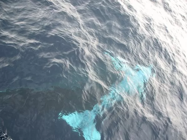 ホエールウォッチング