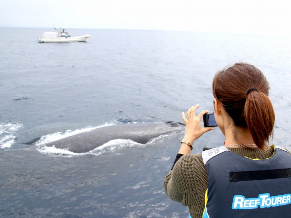 ホエールウォッチング