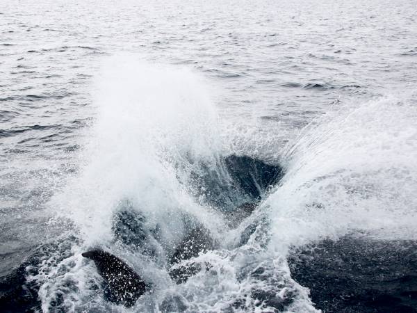 ホエールウォッチング