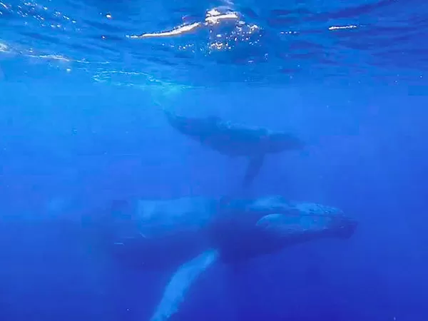 ホエールスイム