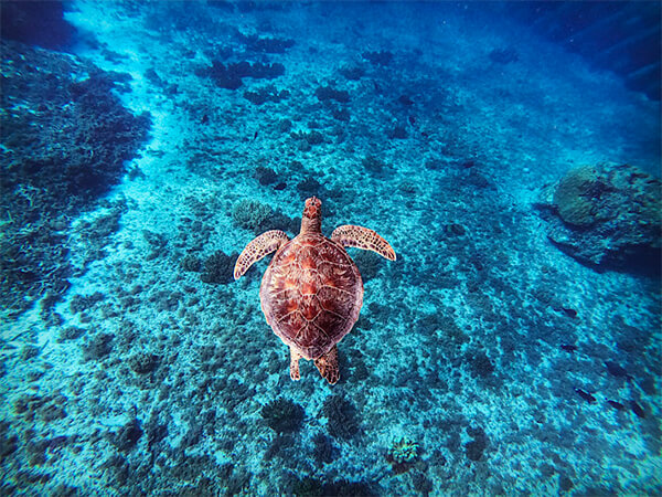 宮古島｜スキンダイビング｜ウミガメ