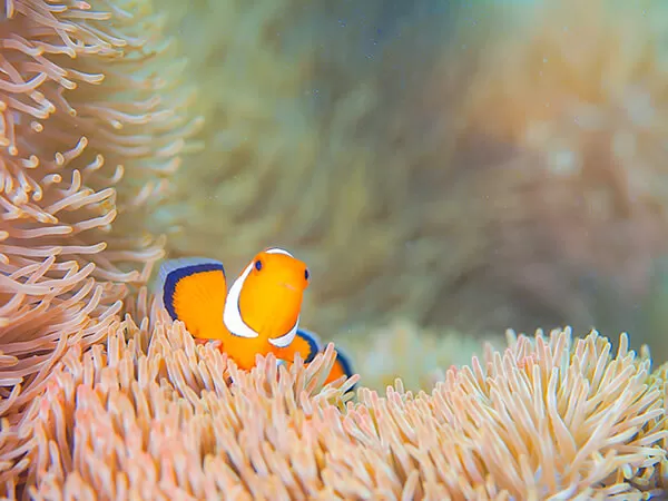 宮古島｜カヤッファビーチ｜シュノーケリング