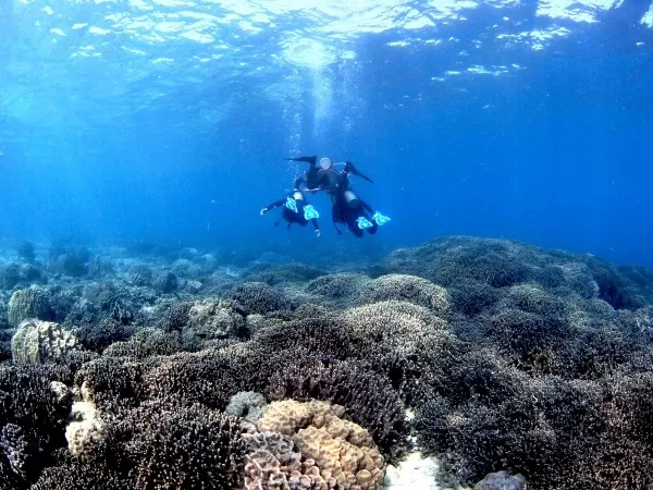 沖縄|体験ダイビング｜水族館近く｜瀬底ビーチマリンクラブ
