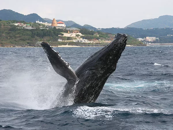 ホエールウォッチング