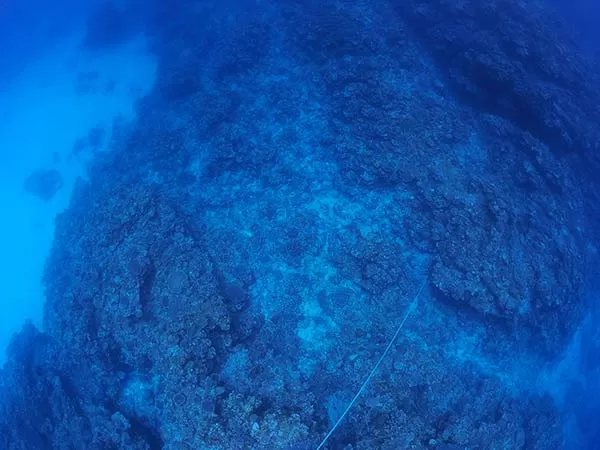 スキンダイビングライセンス