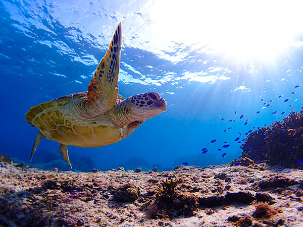 宮古島｜スキンダイビング｜ウミガメ