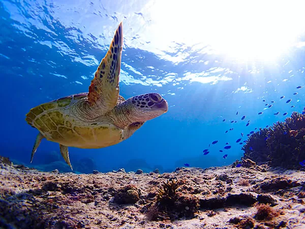 宮古島｜ウミガメシュノーケル